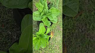 Lettuce Growing! #gardening