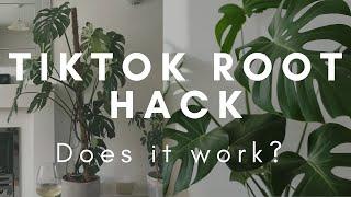 Tiktok Monstera Root Hack | Does It Work?