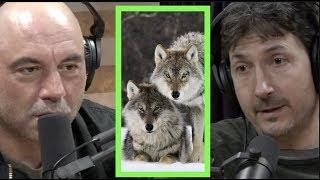 A Pack of Wolves Came After Glenn Villeneuve | Joe Rogan