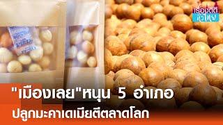 เมืองเลยหนุนปลูกมะคาเดเมียสู่ตลาดโลก I เรื่องดีดีทั่วไทย 4-3-25