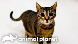 Inmates Find Redemption Through Cats | My Cat From Hell | Animal Planet