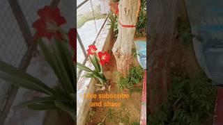 prayatan|Home maker asha Sharma #beautiful home garden #