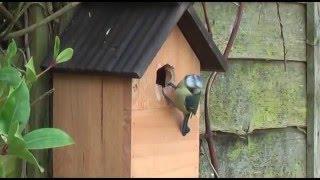 Blue tit house !