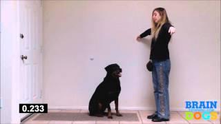 Brain Training for Dogs - The Airplane Game Exam Demonstration