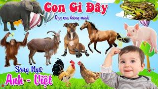 Con Gì Đây -  Dạy Bé Đọc Tên Các Con Vật - Song Ngữ Anh Việt - Giúp Bé Thông Minh