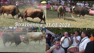 Tri Borbe bikova. Arena Borik Stražbenica & Bubanj & Svirale