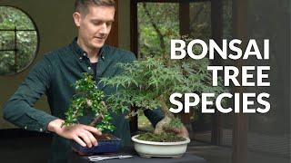 Bonsai tree species