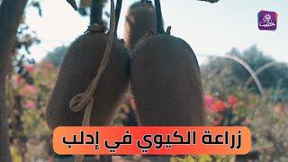 نجاح زراعة الكيوي في منطقة حارم | تبض المجتمع