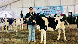 Gurwinder Dairy Farm’s Heifer selected in Top 20 out of 180 Heifers