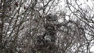 A full house at the herons' nest