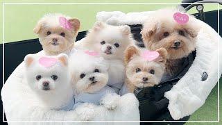 누가 이 강아지들 좀 찾아주세요 