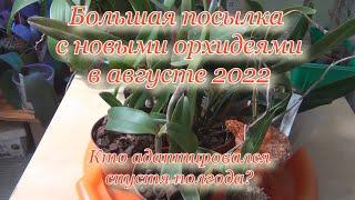 Много орхидей в августе 2022. Они спустя полгода