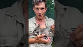 OMG !! This orphaned kangaroo -#australiananimals #kangaroo #cuteanimals #animalrescue #2023