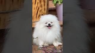 cutdog dog the best funny playing dog and dancing kittens compilation /try not to laung ! subscribe