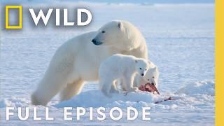 Animal Parents of the Arctic (Full Episode) | Incredible Animal Journeys | Nat Geo