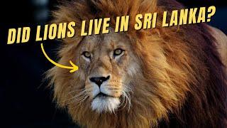 Did Lions Live in Sri Lanka?