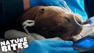 This Giant Otter Will Break Your Heart | The Secret Life of the Zoo | Nature Bites