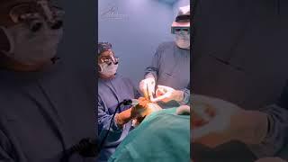 Hair Transplant Procedure | Hair Art | #Shorts | #YoutubeShorts