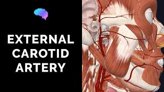 Anatomy of the External Carotid Artery (3D Anatomy Tutorial) | UKMLA | CPSA