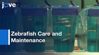 Zebrafish Care and Maintenance in the Laboratory