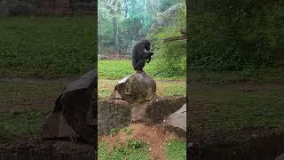 ශ්‍රී ලංකා වලසා | Sri Lankan Sloth Bear