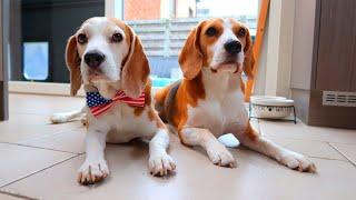 BEST BEAGLES COMPILATION  | Funny Dogs Louie & Marie