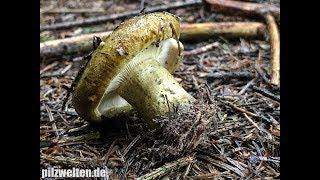 Olivbrauner Milchling, Tannenreizker, Mordreizker, Lactarius Turpis