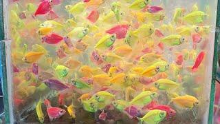 Galiff street aquarium fish market Kolkata || Colour fish aquarium