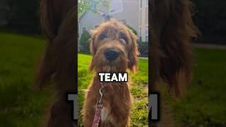 ️TEAM FORTNITE OR TEAM ROBLOX PUPPY?️ #shorts #puppy #dog