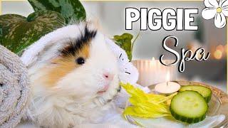 Guinea Pig Spa Day! 