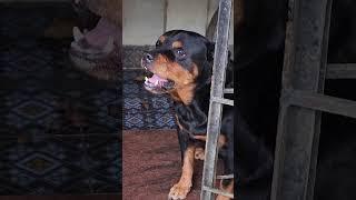 Dog barking video #angrypets #cuteanimal #automobile #angrypuppy #cutepet #rottweilerpuppy