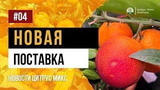  Новости из Цитрус Микс | Новая поставка | Развенчивание мифов | #растения #цитрусовые