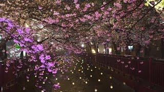 [4K Rain Walk] 진해 벚꽃축제 개화상황, 여좌천 3월 28일. Walk in the rain under the Cherry Blossom Trees