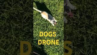 DOGS DRONE ️ #dog #doglover #dogvideos #dogs #dronevideo #music #funny #dance