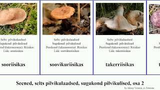 Seened, selts pilvikulaadsed, sugukond pilvikulised, osa 2 riisikas fungus tore roosa tellispunane