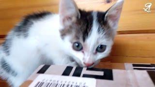 Kittens and cat