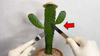 Cactus tastes different in the morning and afternoon... (true story)