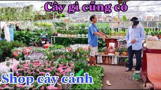 Ghé Cơ Sở Hoa Kiểng CHI MẠNH Lớn Nhất Nhì Tại Sa Đéc