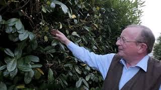 Pruning a laurel hedge - Burncoose Nurseries