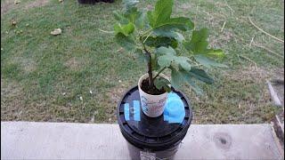 Growing Fig Tree in Hydroponic