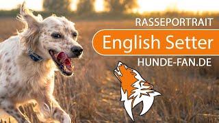 ► English Setter [2018] Rasse, Aussehen & Charakter