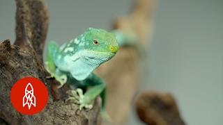 A Threatened National Treasure: The Fiji Banded Iguana Morphs for Survival