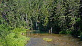 The Prettiest Trout Stream in the US?! (Fly Fishing Trout)