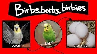 Birbs, borbs, and birbies—Internet Names for Birds