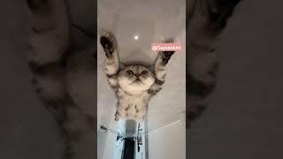 Mewhi #cat #funnyvideo #funny #cats #catlover #animals #kitty