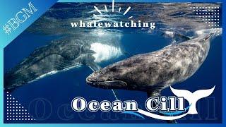 ocean chillwith whale【 lo-fi hip hop/chill beats】鑑賞用BGM #chillmusic  #lo-fi #whalewatch