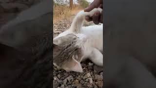 Cat Videos| #shorts #cutevideos #funnyvideos #catlovers #catloversclub #kittens #cat Subscribe video