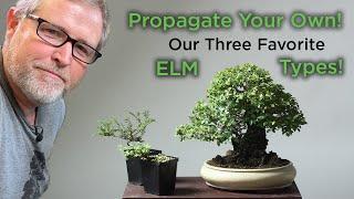 Bonsaify | How to Propagate Elms for Bonsai: Eric's Three Favorite Elms!