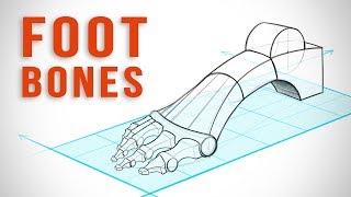 How to Draw Feet with Structure - Foot Bone Anatomy