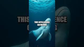The Remarkable Journey of SNC, the Spy Whale